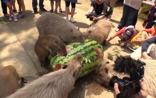 水豚吃瓜最快的视频,瓜果飘香一扫光！