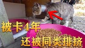 图片爆笑吃瓜视频,让你捧腹大笑！