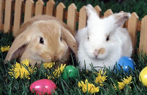 兔子吃瓜吃进肚子里视频,肚中奇观引围观