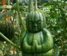 宁陵吃瓜事件真相视频,揭秘真相背后的惊人内幕