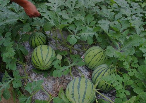 山西孝义视频吃瓜,揭秘背后真相