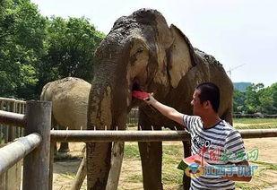 大象吃瓜视频,瓜王诞生！